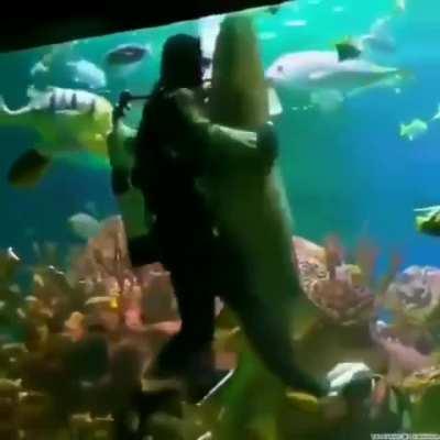 casually dancing with a shark