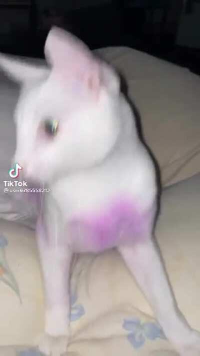 Cat do be vibing tho