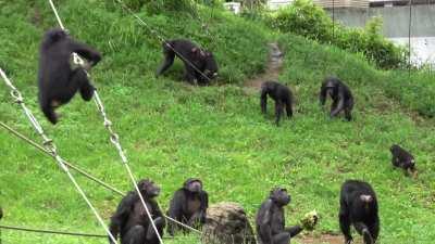 Greedy chimp gets attacked after trying the catch an extra handful of lettuce