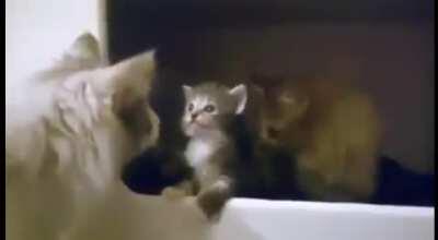This overly Dramatic Kitten, making her parents worried