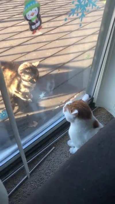 Sounds like I should pet the kitty now smh