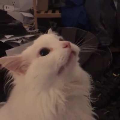 The shrimpin’ that started it all