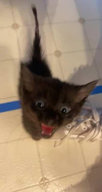 My friends’ feral rescue kitten. She likes to scream.