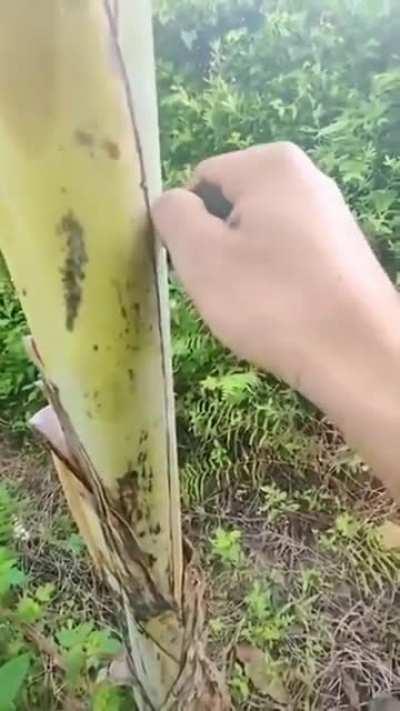 Omg bird’s… holup