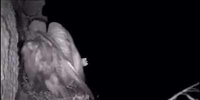 An owl takes an eagle from it's home