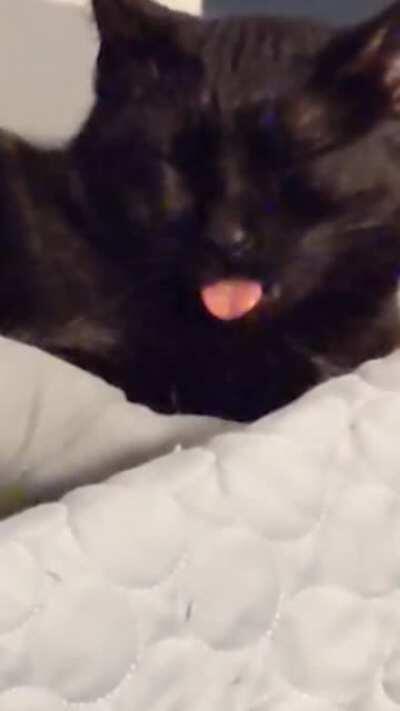 Blowing a raspberry blep