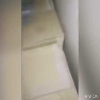 Pasen fotos de sus mascotas yo las voy a criticar