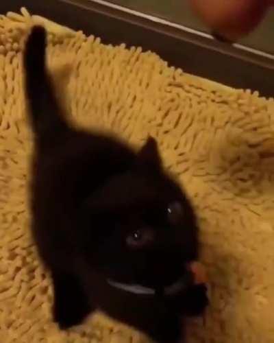 Fierce little panther