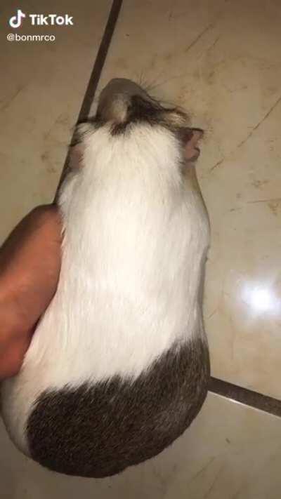 SoY UnA CoBaYa miRA COmo WeLo