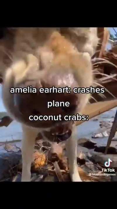 Amelia Earhart coconut crabs