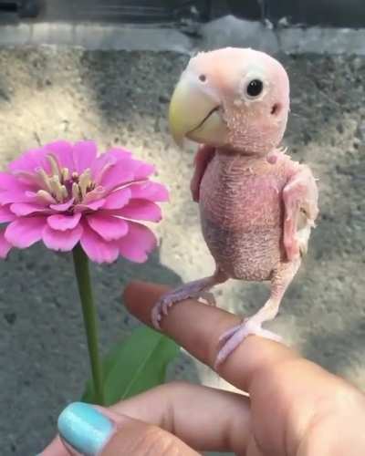 Rhea the rescued bird! 🐥