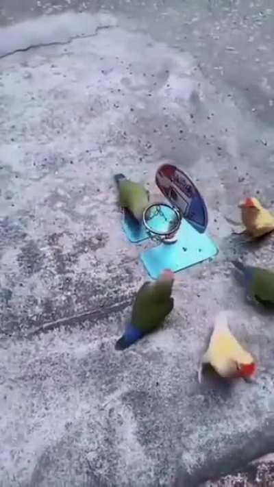 какая боль! какая боль! зелёные забили четыре мяча, а жёлтые - ноль...