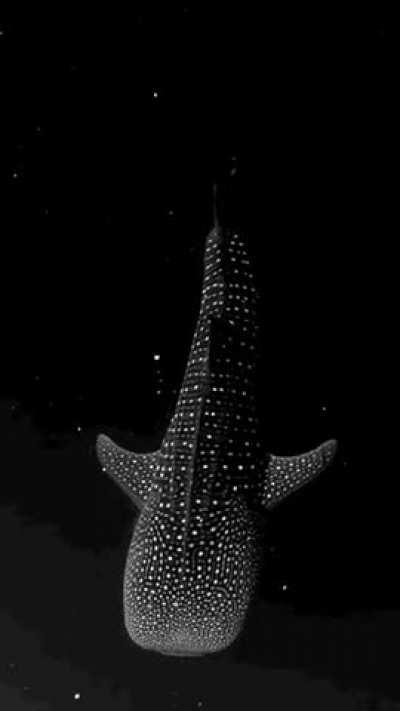 Whale shark swimming through bioluminescent algae looks like it&rsquo;s floating through space