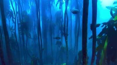 Underwater background... not a great loop