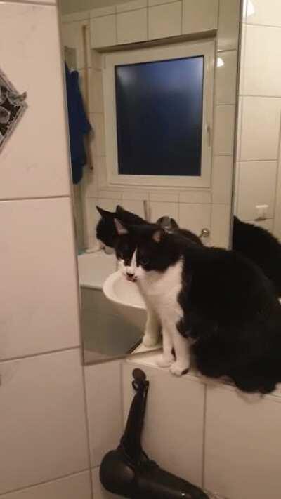 She likes her reflextion so much she grooms it