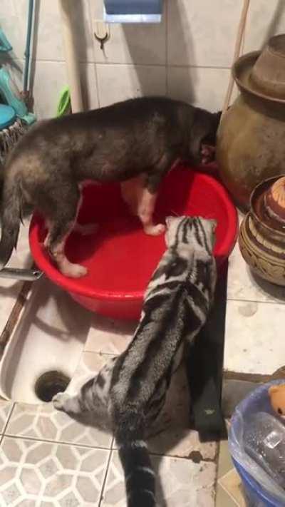 I told you not to waste water