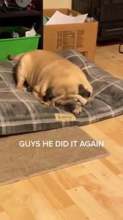 Pug had a rough day!