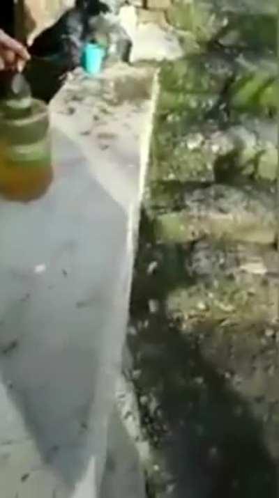 Crow bird hitting the Gravity.