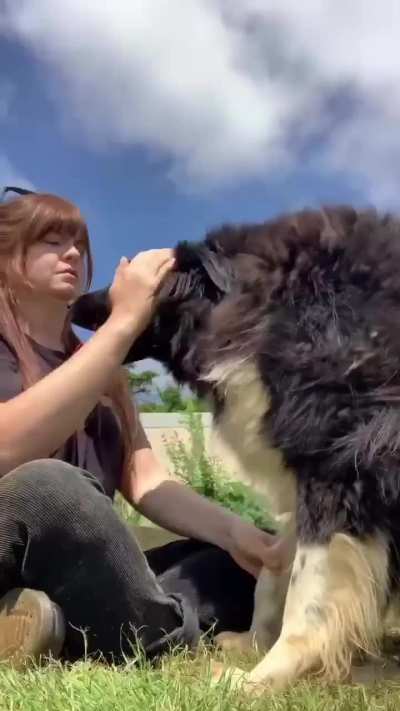 Kissing rescue dogs to see their reaction
