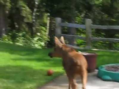 Moose are the largest members of the deer family and are found in the northern regions of the continental United States, Canada and Alaska. This mother moose and her twin calves are seen here enjoying a sprinkler in an Anchorage backyard.