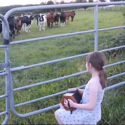 Cows absolutely adore accordion music.