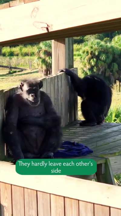 The story of Debbie and Rebecca.💚 (Save the Chimps, Inc.)