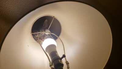 Little Sploot has unscrewed this light bulb so many times. If we move it out of his reach or leave it turned off, he knocks everything off the bookshelf.