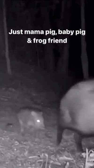 🔥 Mama Pig, Baby Pig and Mr. Frog out for a stroll. 