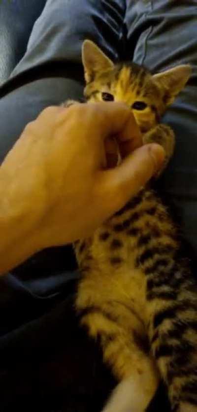 If you absolutly do insist on making my bellyfur nice and clean without your tongue, then let me at least moistorise them humanmittens