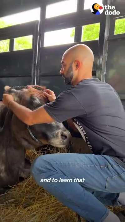 Blind cow who spent 19 years chained up can't stop hugging her parents — and she LOVES the house they made for her