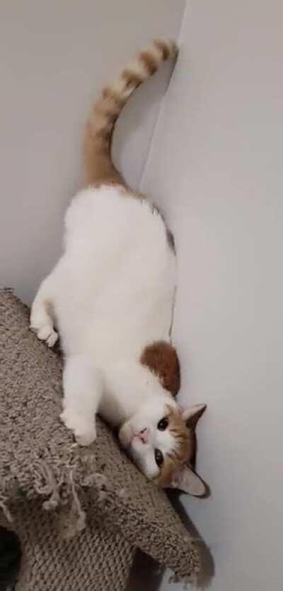 Milo with the zoomies 😹🐾