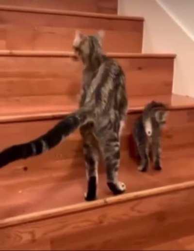 Mama’s School of Stairs