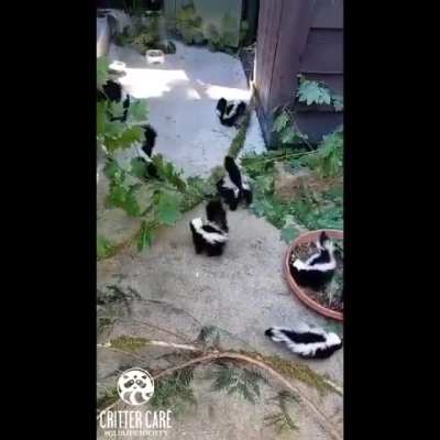 Baby skunks moved to the outside enclosure - Critter Care Wildlife
