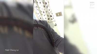 This is a Scolopendra gigantea. It has one of the most painful bites in the animal kingdom. But this guy conditioned it to be a bro... Using cat food.