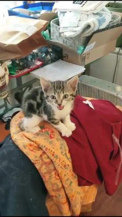 Nice fuzzy ball of warmness