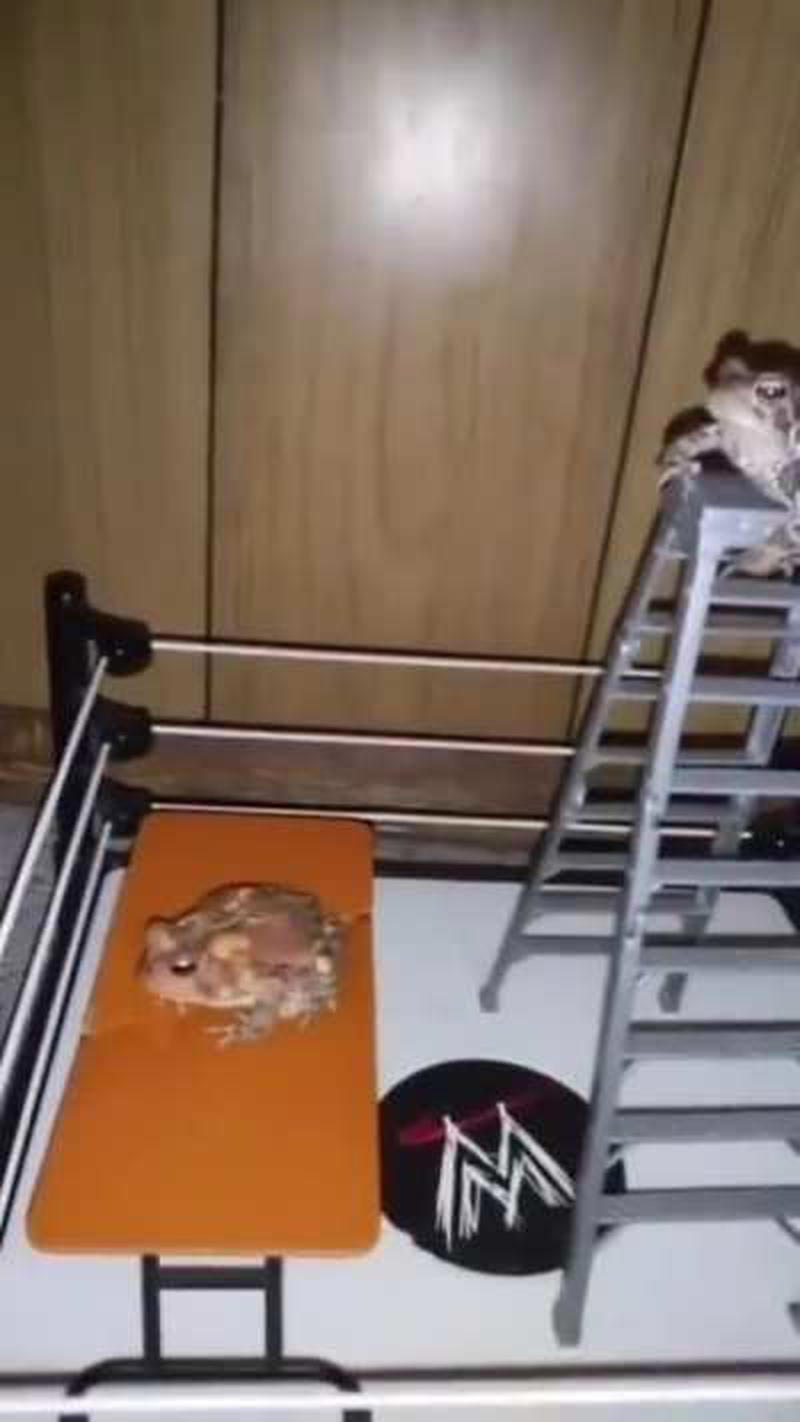 Watch at your own risk 