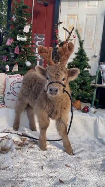 Christmas is coming! 😍