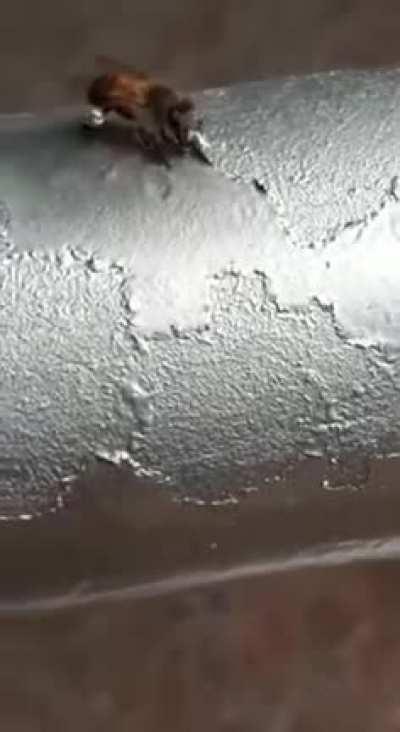 🔥 Bees eating paint. Can anyone explain this?