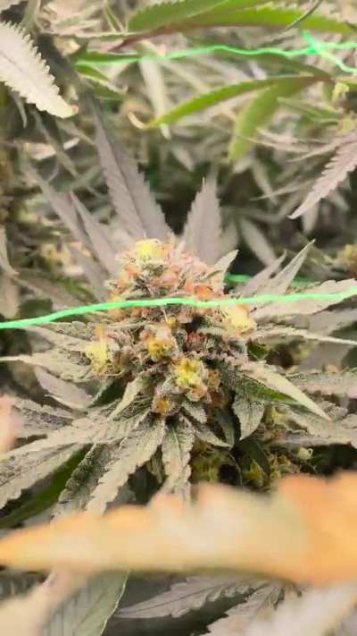 Day 50 of flower for these girls.