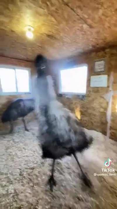 Lol this ostrich got some moves! 💃🏽🕺