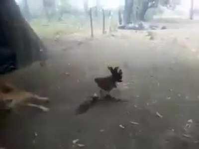 This chicken does not hold back at the hawk who tried to attack its chicks.