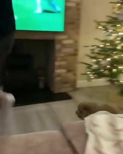 to jump on the couch