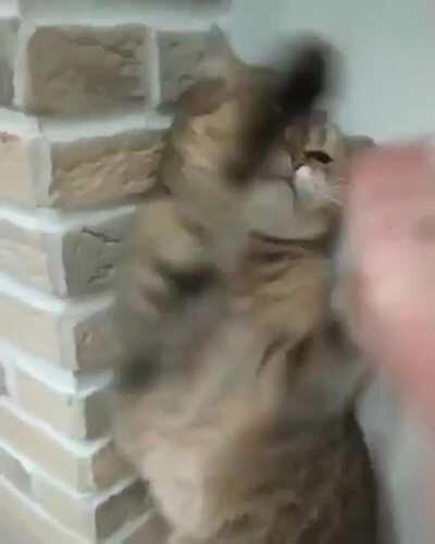 POV:You Are A Sekiro Boss