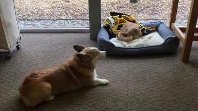 Best with sound, loud at the end!