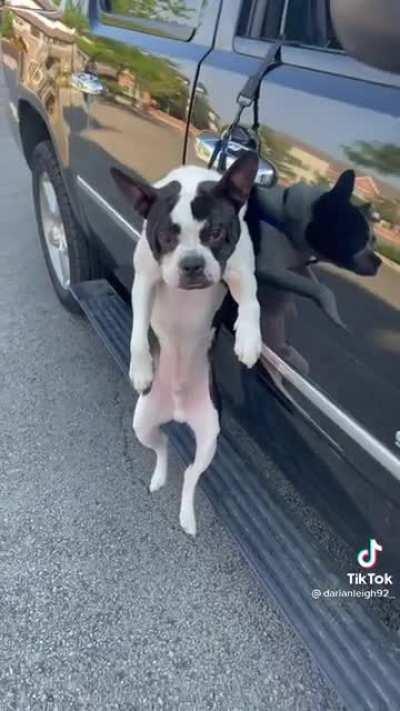 Dog jumped out of the window