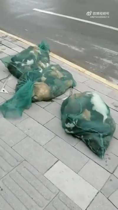 Pets filled up in bags for their duly execution in Shanghai, China as a part of the government's Covid response [TW]