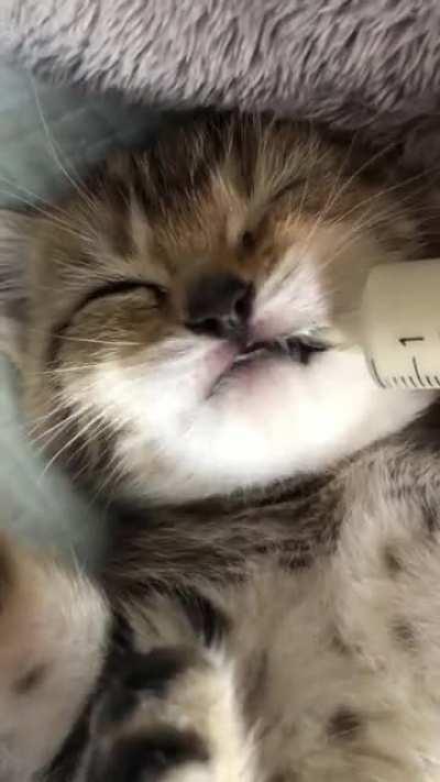Smoll fed baby (turn on the sound for more cuteness)