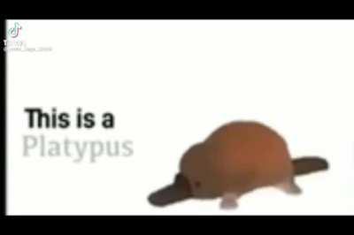 platypus