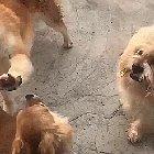 When he gets frightened he does a derpy dance