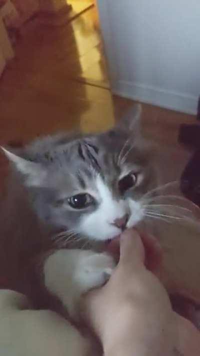 Touch tha hand which feeds him